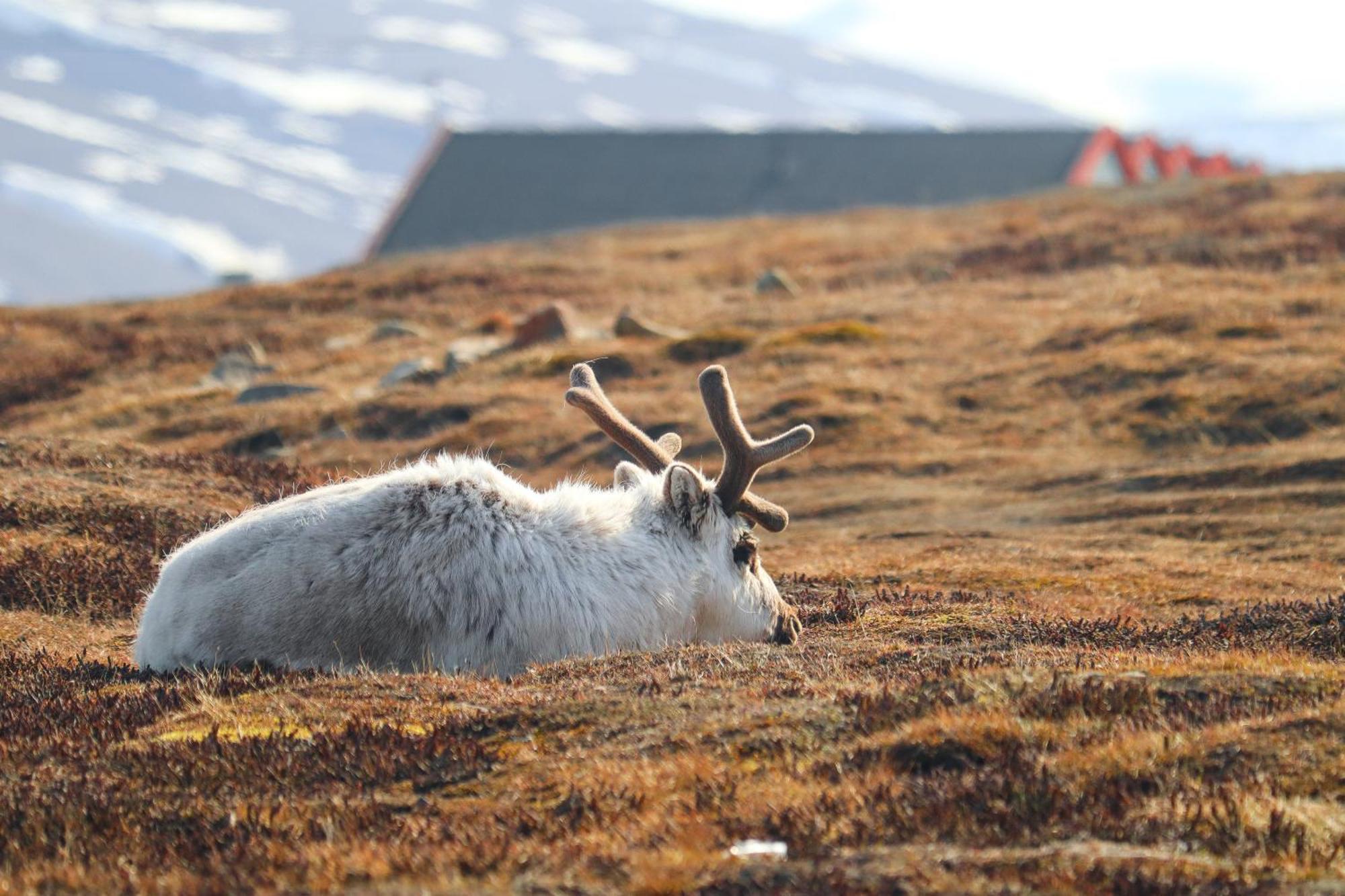 Radisson Blu Polar Hotel, Spitsbergen Longyearbyen Exteriör bild